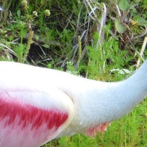 Bird Watching in Key West & the Upper Florida Keys