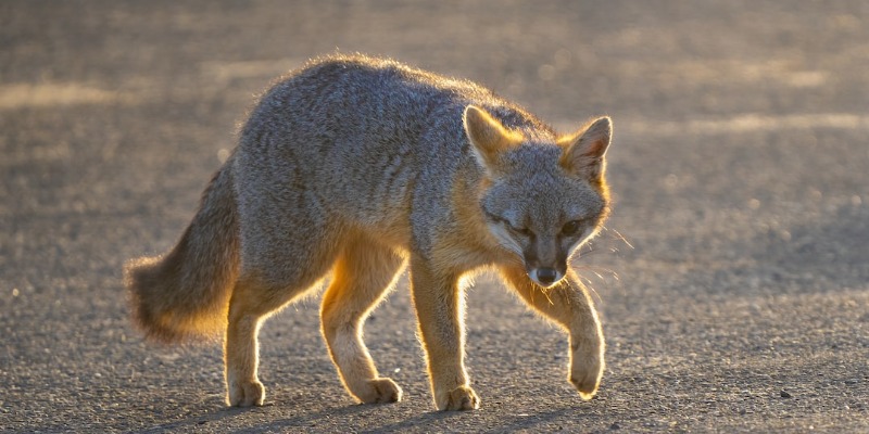 Miami Gray Fox