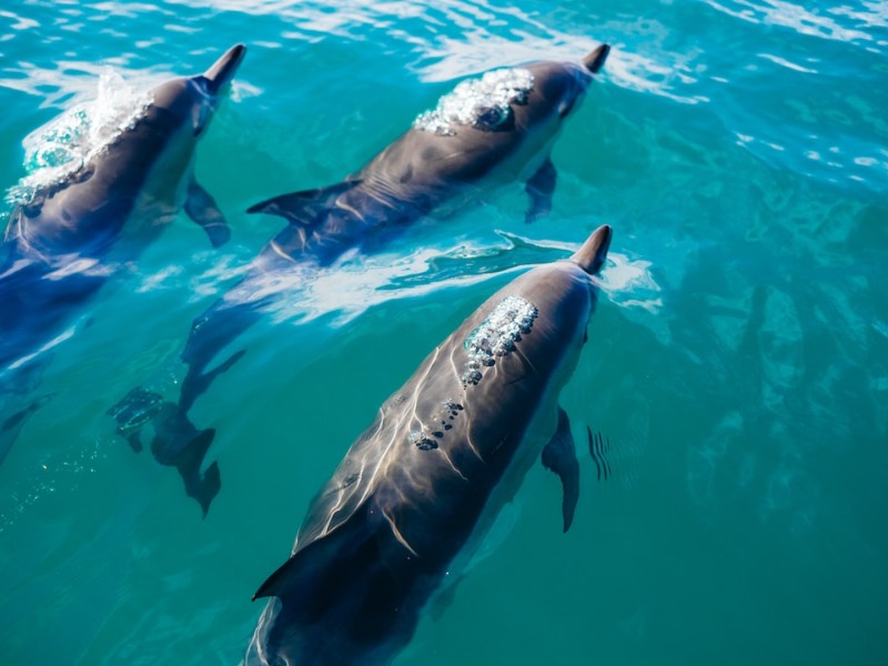 Bottlenose dolphin miami